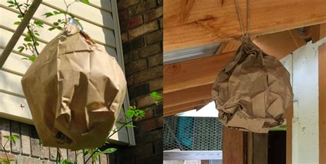 paper bags and wasp hives